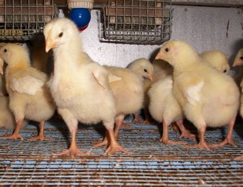 cornish cross chickens near me